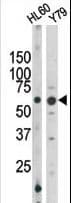 RAD9A / RAD9 Antibody (phospho-Ser328)