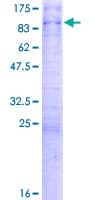 Human TCEB3 / Elongin A Protein (Recombinant GST)