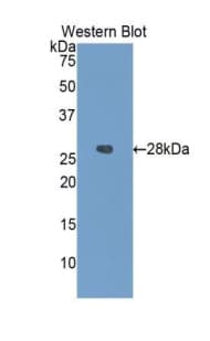 IGFBP4 Antibody (aa22-258, Biotin)