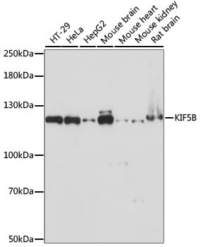 Kinesin Heavy Chain / KIF5B Antibody