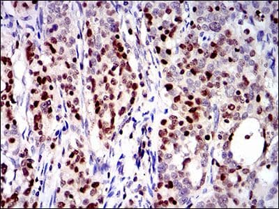 RUNX3 Antibody (Amino Acid: 186-252, clone 2B3)