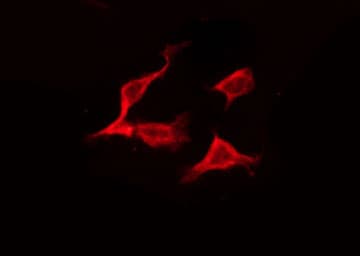ERAS Antibody
