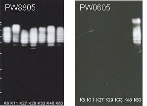 K63-Linked Polyubiquitin Antibody (clone HWA4C4, HRP)