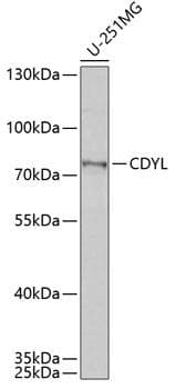 Polyclonal Rabbit anti-Human CDYL Antibody (WB)