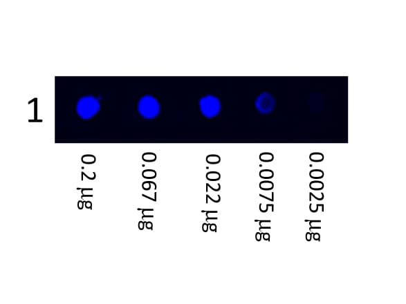Mouse Anti-Human IgG Secondary Antibody (FITC)