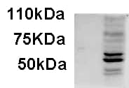 IHC-plus™ AIM2 Antibody (C-Terminus)