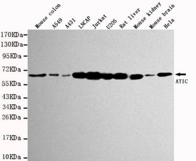 AICAR / ATIC Antibody