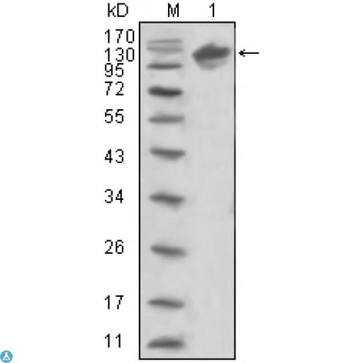 ERBB3 / HER3 Antibody
