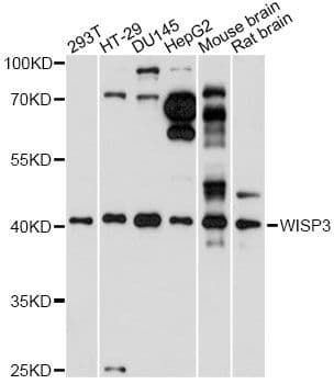 WISP3 Antibody