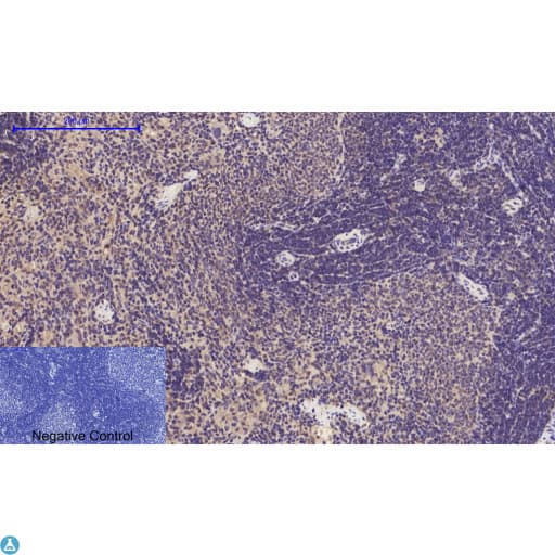 CASP1 / Caspase 1 Antibody