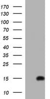 MSMB / MSP Antibody (clone OTI10F4)