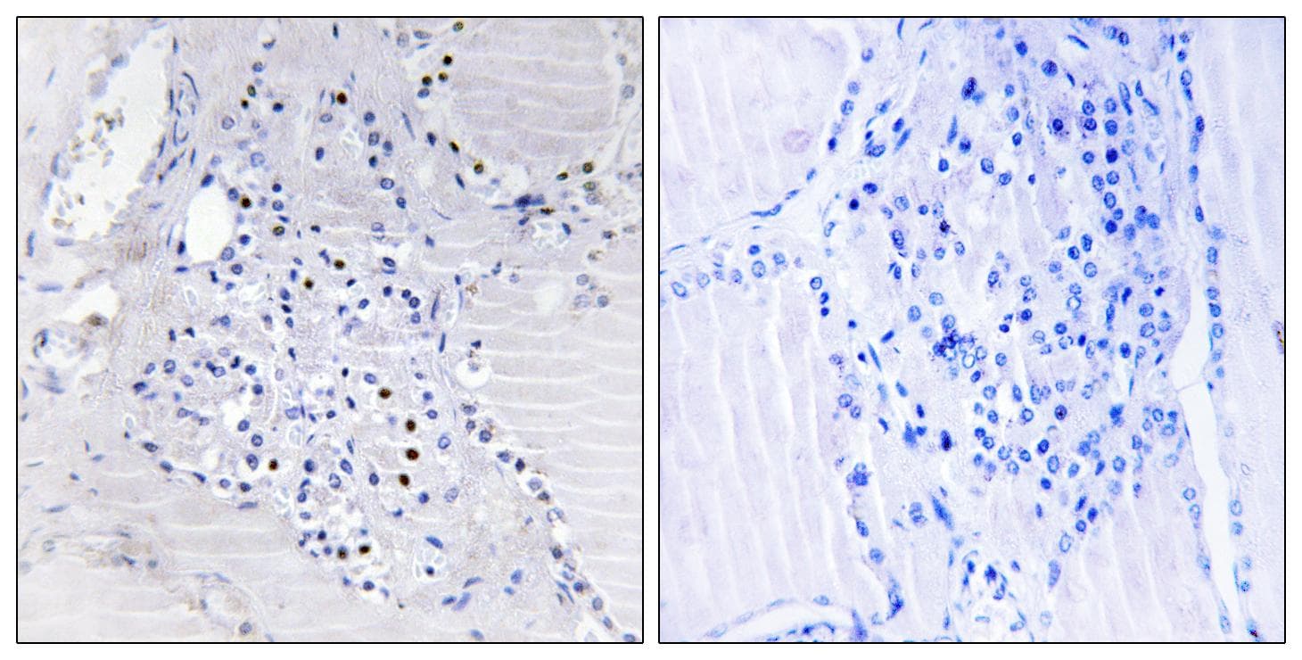 C9orf89 Antibody