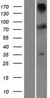 TTC12 Protein (Over-Expression Lysate Myc-DDK (Flag))