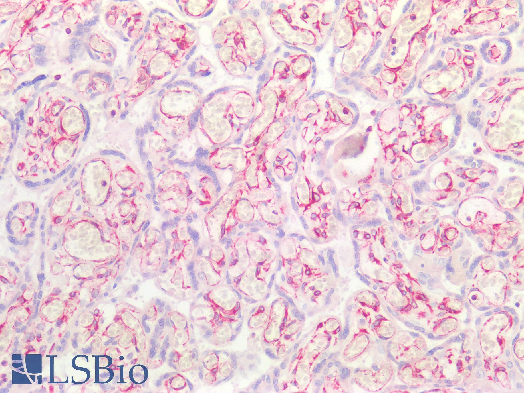 IHC-plus™ Vimentin Antibody (aa2-466)