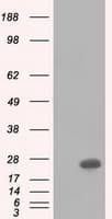 BDH2 Antibody (clone OTI4G4)