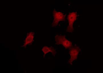 VN1R3 Antibody