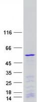 Human POLR1E Protein (Recombinant Myc-DDK (Flag))