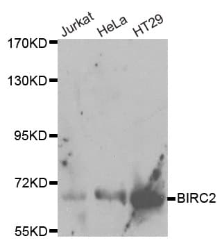 BIRC2 / cIAP1 Antibody