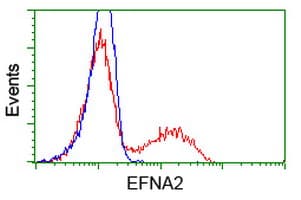 EFNA2 / Ephrin A2 Antibody (clone OTI4C3)