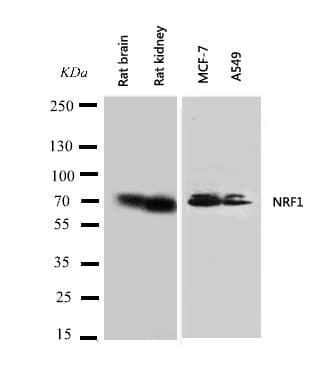 NRF1 / NRF-1 Antibody (aa272-288)