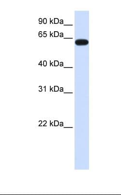 HS6ST3 Antibody (C-Terminus)