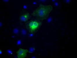 NPR3 Antibody (clone OTI4H1)