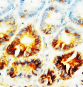 ALPL / Alkaline Phosphatase Antibody (aa21-35)