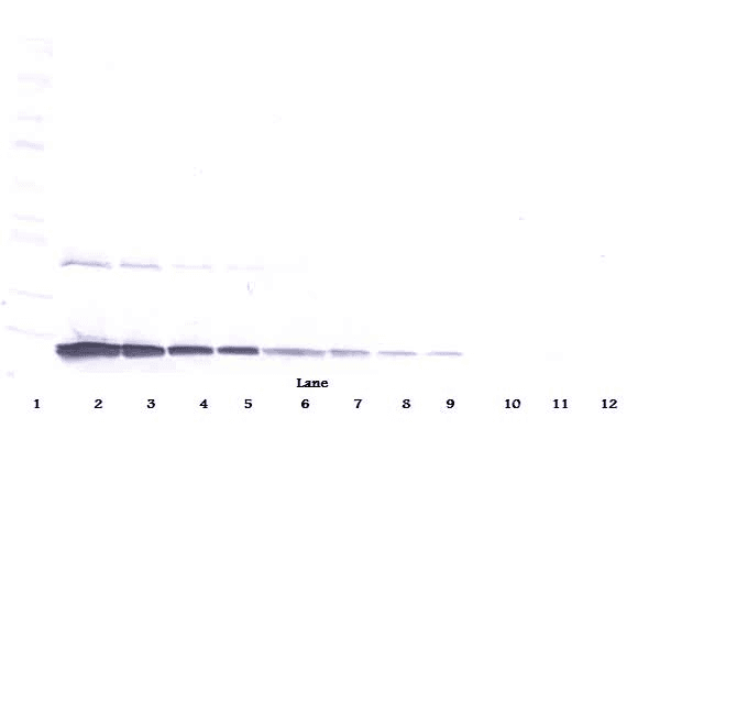 CSF3 / G-CSF Antibody (Biotin)