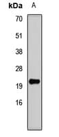 POLD4 Antibody