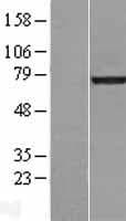 LMNA / Lamin A+C Protein (Over-Expression Lysate Myc-DDK (Flag))