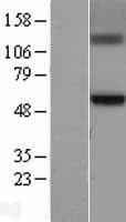 GCNT3 Protein (Over-Expression Lysate Myc-DDK (Flag))