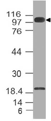 FURIN Antibody
