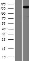 PPFIA2 Protein (Over-Expression Lysate Myc-DDK (Flag))