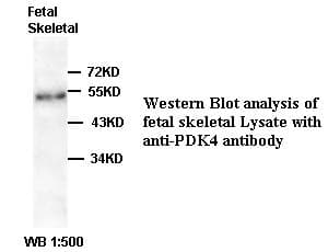 PDK4 Antibody