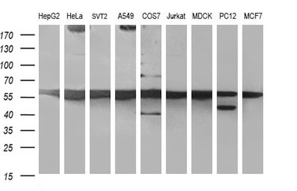 MYC / c-Myc Antibody (clone OTI5E9G2, Carrier-free)