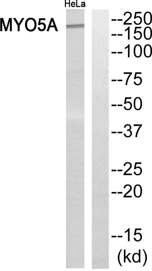 MYO5A / Myosin V Antibody