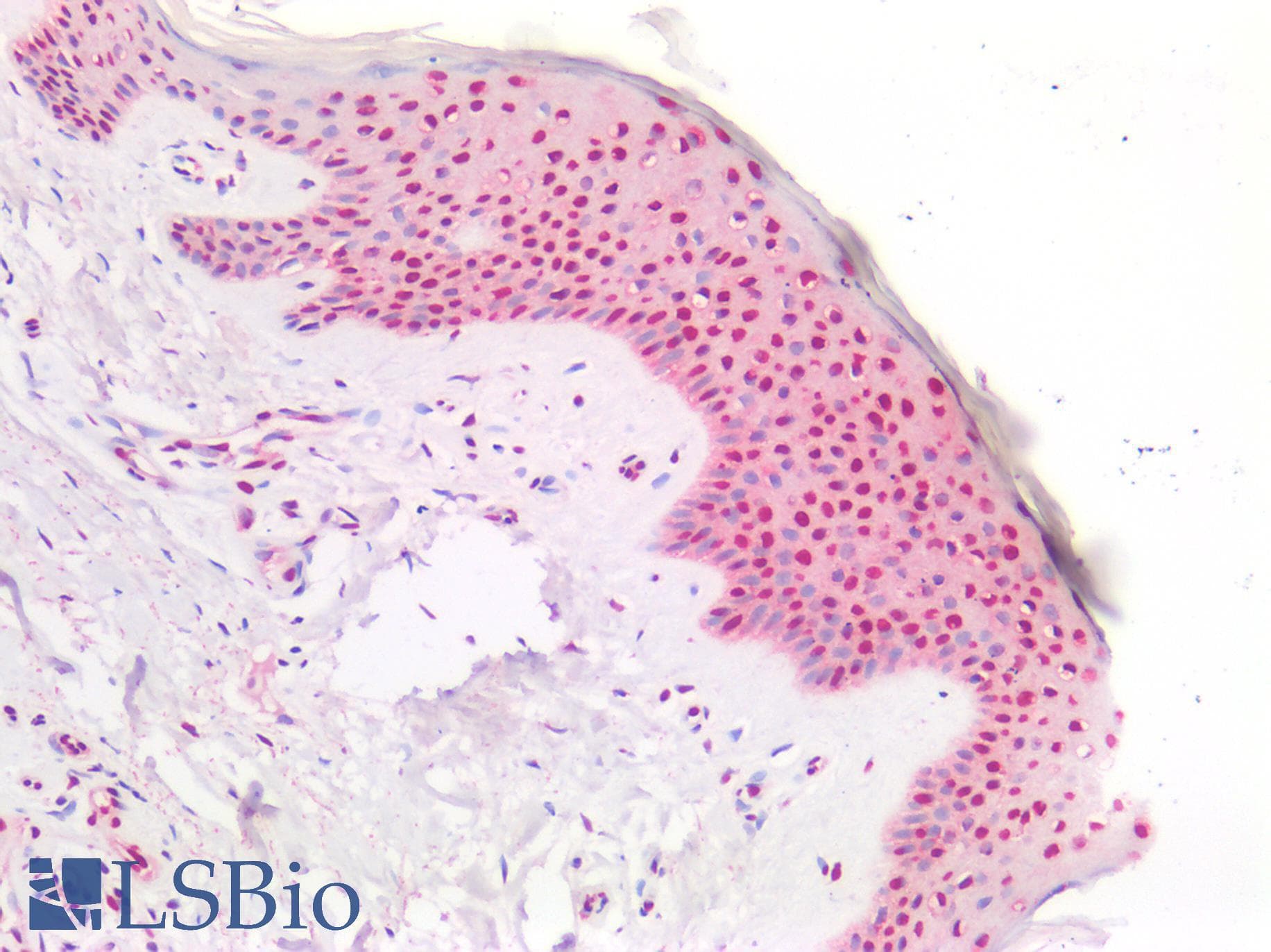 PathPlus™ Monoclonal Mouse anti-Human PLEKHG5 Antibody (clone 5A9, IHC, IF, WB)