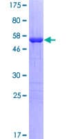 Human TP53I3 / PIG3 Protein (Recombinant GST)