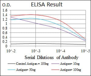 Monoclonal Mouse anti-Human MAP1LC3B / LC3B Antibody (clone 5H12, WB)