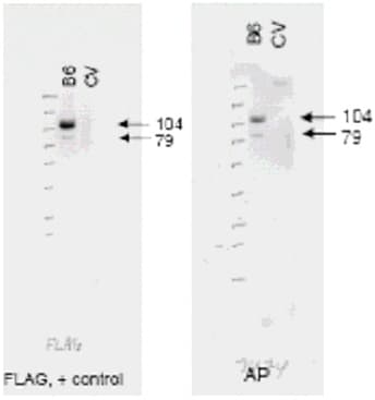 Polyclonal Rabbit anti-Human ABCB6 Antibody (WB)