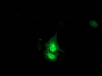 KCTD14 Antibody (clone OTI3A4)
