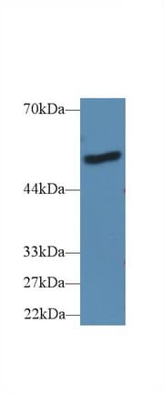 LBP Antibody (aa25-481, PE)