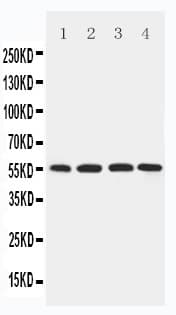 SLC2A5 / GLUT5 Antibody (aa481-501)