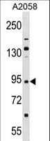 TRIM42 Antibody (aa441-470)