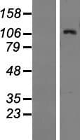 BAIAP3 Protein (Over-Expression Lysate Myc-DDK (Flag))