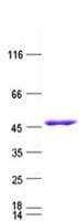 Human IDH1 / IDH Protein (Recombinant DDK,C-terminus)