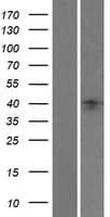 LEFTYB / LEFTY1 Protein (Over-Expression Lysate Myc-DDK (Flag))