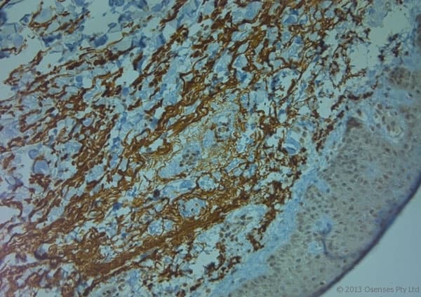 TJP2 / ZO2 / ZO-2 Antibody (aa740-790)