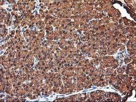 KCNAB1 Antibody (clone OTI4E7, Carrier-free)