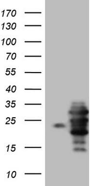 WIBG Antibody (clone OTI2C1)